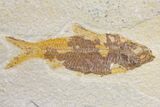 Fossil Fish (Knightia) Multiple Plate - Wyoming #144182-2